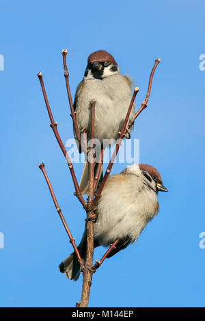 two funny little birds Sparrow on a branch sitting on a background of blue sky Stock Photo