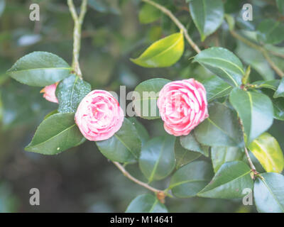 Closeup view of a beautiful tender pink camellia japonica (japanese camellia) flowers in the garden against soft-focused background. Stock Photo