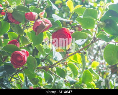 Closeup view of a beautiful tender pink camellia japonica (japanese camellia) flowers in the garden against soft-focused background. Stock Photo