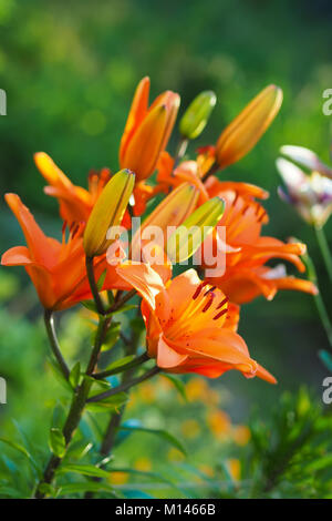 Closeup view of the orange daylily flowers in the garden against the blurred green background. Stock Photo