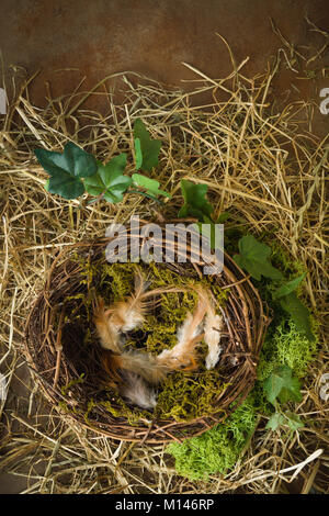 empty nest moss hay bird alamy similar