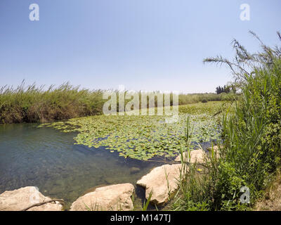 Spatterdock flowers (Nuphar lutea). This aquatic plant is also known as the yellow water-lily, cow lily, and yellow pond-lily. Photographed in a natur Stock Photo