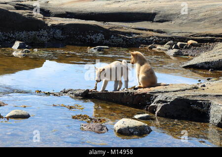 Dogs forging for food on the shores of Disko Bay, Western Greenland Stock Photo