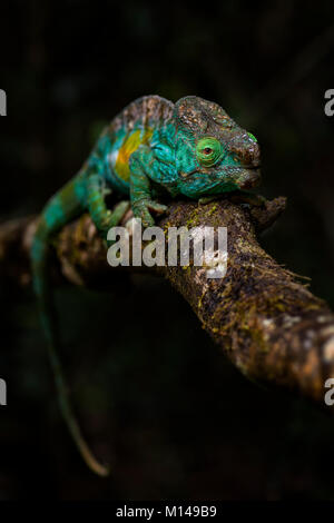 Parson’s Chameleon - Calumma parsonii, rain forest Madagascar east coast. Colourful endemic lizard. Stock Photo