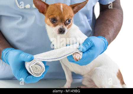 Vet wrapping a bandage around a Chihuahua's paw in front of a white background Stock Photo