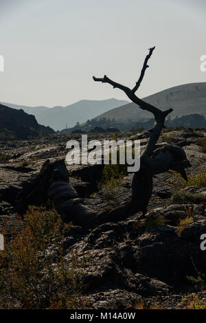 A distressed and dead limb of a tree rests in a lava field in Canyons of the Moon National Monument, Idaho. Stock Photo