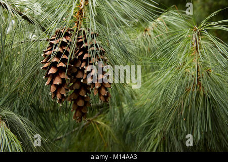 Close up of cones on an Eastern white pine tree,  The Eastern white ine is a fast growing, hardy,low-maintenance tree, that grows up to 80 feet in hig Stock Photo