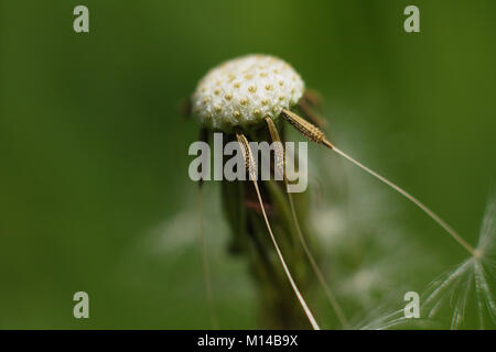 Dandelion Stock Photo