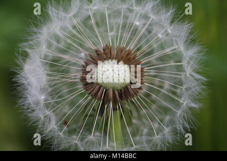 Dandelion Stock Photo