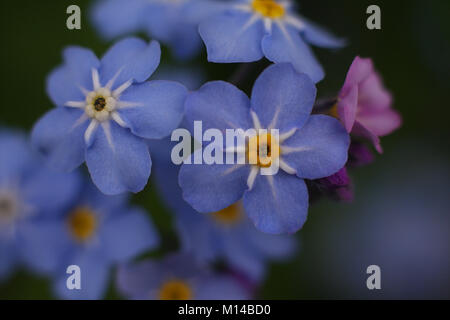 Wild Forget-Me-Not Stock Photo