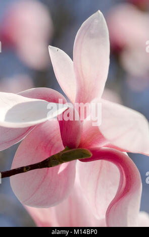 Magnolia sprengeri 'Diva Köln'  - Magnolie Stock Photo