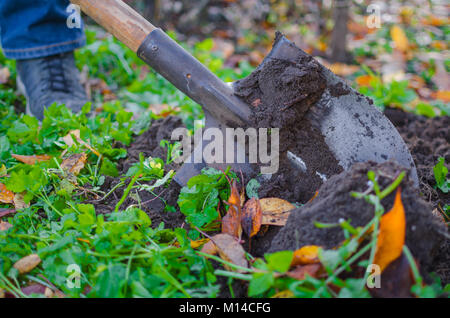 A close-up shot of a covered in a dirt shovel while digging up a garden bed in autumn with some orange fallen leaves scattered around. Stock Photo