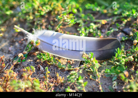 Feather on the ground in the evening sunlight. Stock Photo
