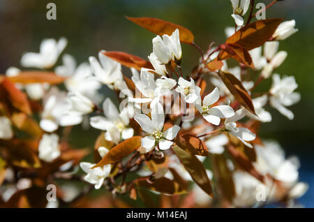 White flowers of shadblow (Amelanchier canadensis) mark springtime in Acadia National Park, Maine. Stock Photo