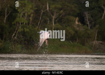 An Tucuxi (Sotalia fluviatilis) a freshwater dolphin leaps from the Amazon river. Stock Photo