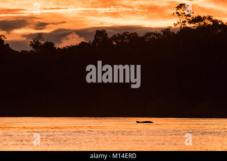 The sun setting over the Amazon river as a river dolphin surfaces. Stock Photo