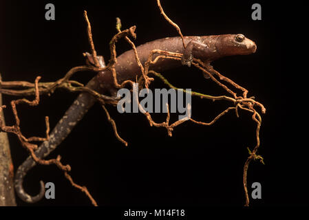 A mushroom tongue salamander (Bolitoglossa altamazonica) perched on some roots coming from a vine.  Unlike most salamanders these often climb. Stock Photo
