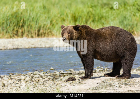 A large brown bear pauses between fishing for salmon along Geographic Creek at Geographic Harbor in Katmai National Park in Alaska. Stock Photo