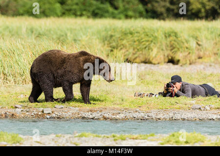 Prostrating Bear A brown bear foraging for salmon walks past a prostrate photographer in ...