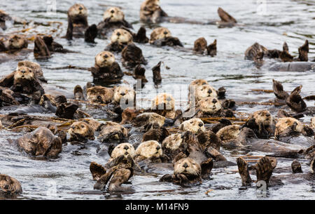 Raft of Sea Otters (Enhydra lutris) floating among kelp near Koniuji Island in Kupreanof Strait on Kodiak Island in Southwestern Alaska. Stock Photo