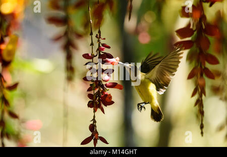 Spider hunter bird hovering and collecting honey from flowers. Stock Photo