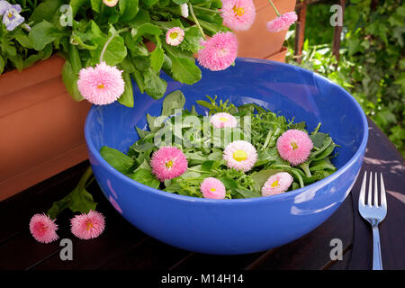 Blue salad bowl with mixed green lettuce leaves and edible pink daisy flowers on a dark wooden table outdoors, daisy plants in a pot in the background Stock Photo