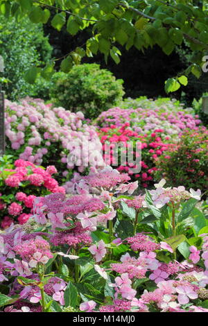 National hydrangea collection at Darley Park, Derby, England, UK - summer (Foreground: Hydrangea macrophylla 'Louis Savage') Stock Photo