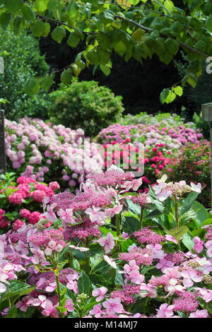 National hydrangea collection at Darley Park, Derby, England, UK - summer (Foreground: Hydrangea macrophylla 'Louis Savage') Stock Photo