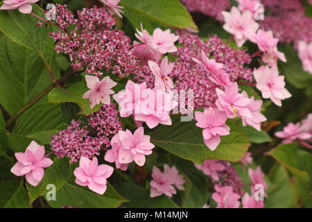 Hydrangea macrophylla (Big leaf hydrangea)'Shamrock' in flower in an English garden border, Derbyshire, England, UK Stock Photo