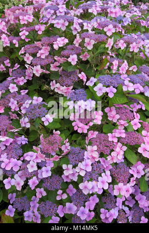 The lilac-pink flowers of Hydrangea macrophylla 'Mariesii Perfecta', also called Blue Wave, illustrating sensitivity of hydrangea colouring to soil pH Stock Photo