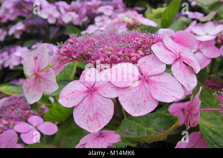 The lilac-pink flowers of Hydrangea macrophylla 'Mariesii Perfecta', also called Blue Wave, illustrating sensitivity of hydrangea colouring to soil pH Stock Photo