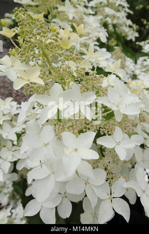 Hydrangea paniculata 'Starlight Fantasy' in flower in a garden border, England, UK Stock Photo