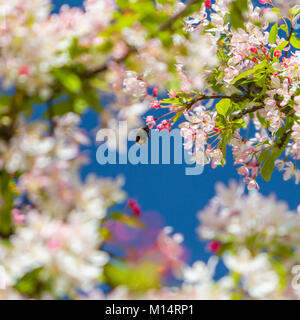 Honey Bee In Cherry Blossom Tree Stock Photo