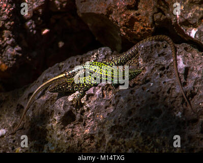 Two lizards on a rock - Two Italian wall lizards on a brick wall in the botanical gardens in Pisa. One lizard laying across the top of the other. Stock Photo