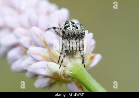 European garden spider,  Araneus diadematus, also known as diadem spider, cross spider and crowned orb wever Stock Photo