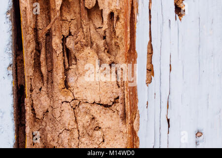wood with termite damage. Stock Photo