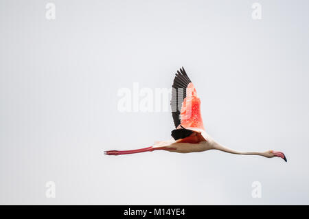 greater flamingo (Phoenicopterus roseus) flying, Ebro Delta, Tarragona, Catalonia, Spain
