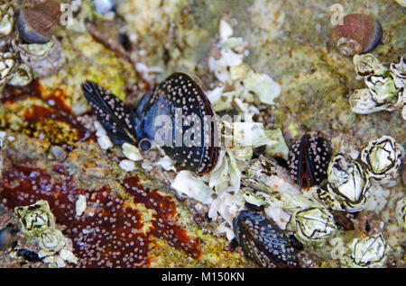 Cyprids (larval stage of barnacle life cycle) setting onto Blue Mussels (Mytilus edulis) in a tide pool on Great Head, Acadia National Park, Maine Stock Photo