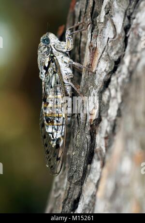 France, Var, Sanary, forest, pine trunk, Cicada orni, adult , male singing to attract a mate Stock Photo