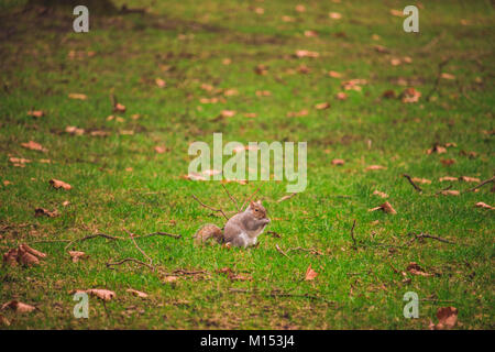 squirrel Stock Photo