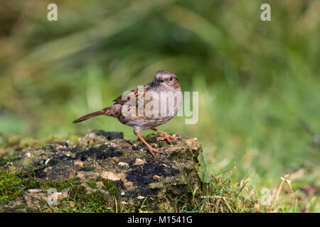 Dunnock (Prunella modularia) Stock Photo