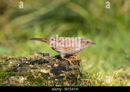 Dunnock (Prunella modularia) Stock Photo