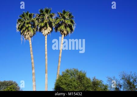 Three tall palm trees stand out in contrast against a brilliant clear blue sky on a hot sunny day in the American Southwest Stock Photo