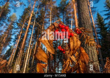 Autumnal Finnish scene of red rowan berries with pine trees, Finland Stock Photo