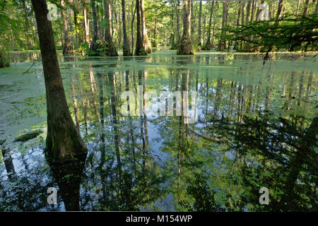 NC01470-00...NORTH CAROLINA - Bald cypress and tupalo gum trees reflecting in the still waters of Merchant Millpond; at Merchant Millpond State Park. Stock Photo