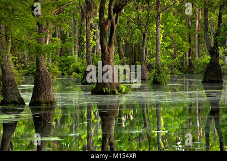 NC01476-00...NORTH CAROLINA - Bald cypress and tupalo gum trees growing in Merchant Millpond; at Merchant Millpond State Park. Stock Photo