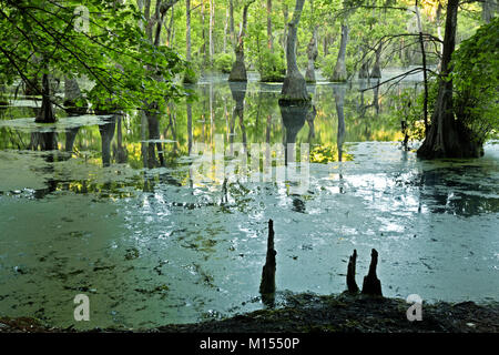 NC01490-00...NORTH CAROLINA - Knees of the Bald cypress trees and tupalo gum trees surrounded by a floating mat of duckweed reflected in the still wat Stock Photo