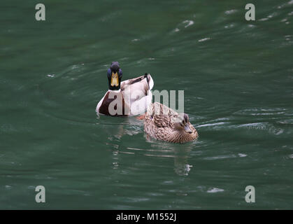 two ducks swimming in the placid waters of an alpine lake Stock Photo