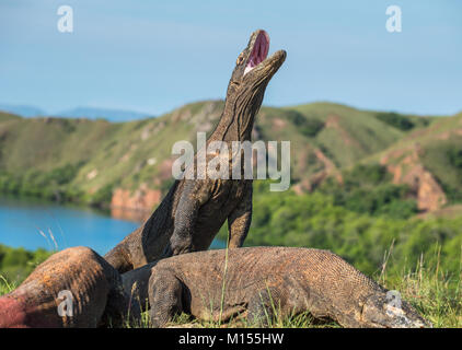 The Komodo dragon (Varanus komodoensis) stands on its hind legs and open mouth. It is the biggest living lizard in the world. On island Rinca. Indones Stock Photo
