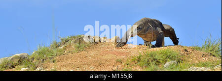 Attack of a Komodo dragon. The dragon running on sand. The Running Komodo dragon ( Varanus komodoensis ) .  Is the biggest living lizard in the world. Stock Photo